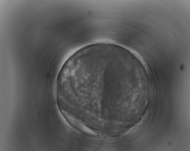 X0000094191295200711241607