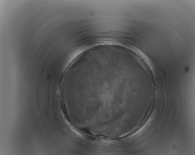 X0000094191385200711241606