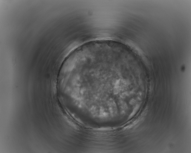 X0000094191409200711241605