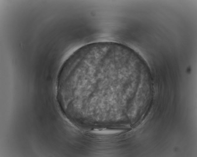 X0000094191415200711241605