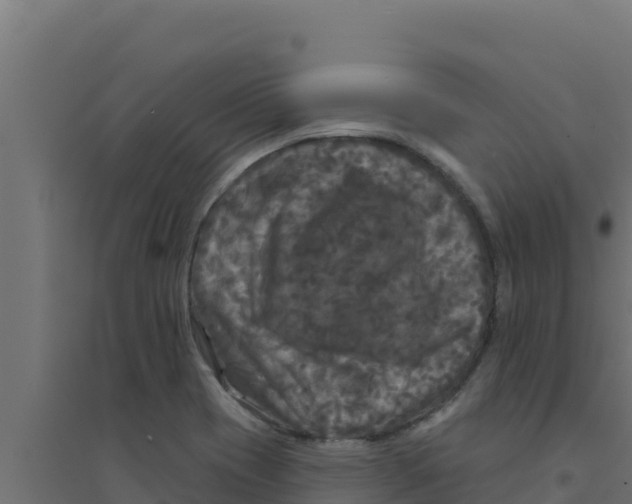 X0000094191417200711241605