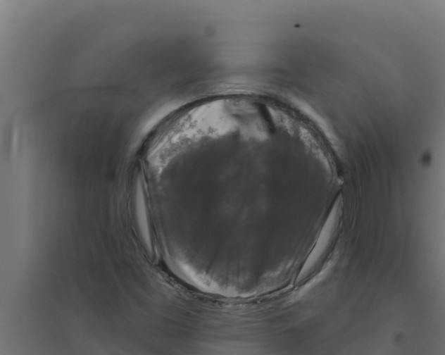 X0000094191453200711241605