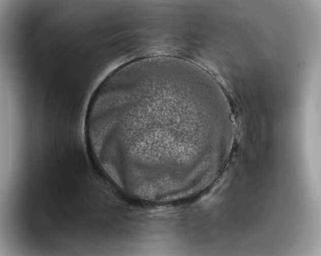 X0000094200196200711091225