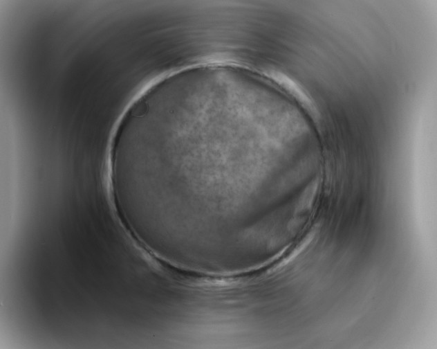 X0000094201286200711091212