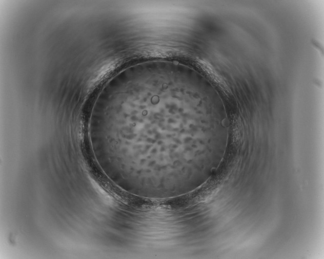X0000094210683200710261211
