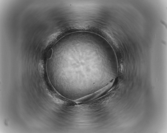 X0000094210688200710261211