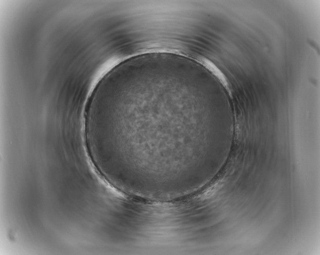 X0000094211096200710261206