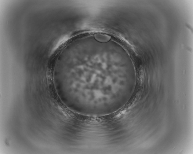 X0000094211255200710261204
