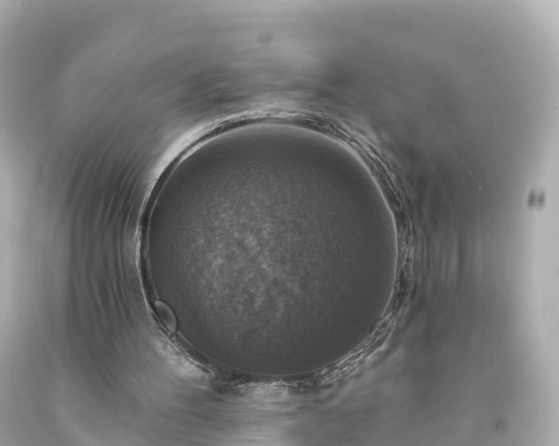 X0000094210100200711021125