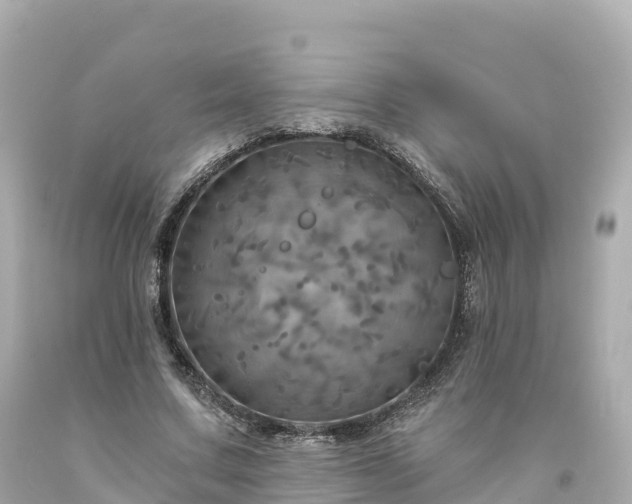 X0000094210683200711021116