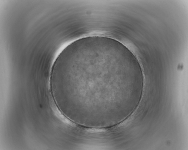 X0000094211296200711021107