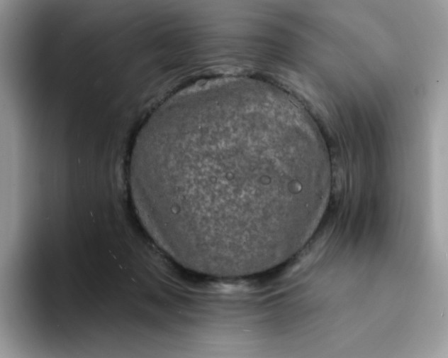 X0000094210317200711091242