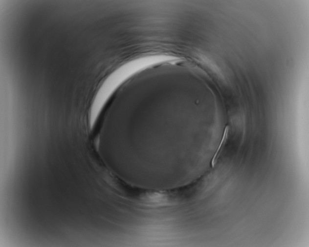 X0000094210325200711091242