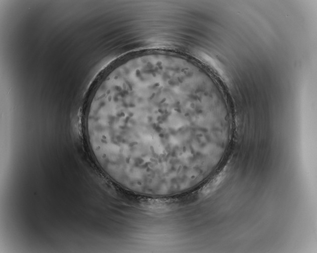 X0000094210875200711091235
