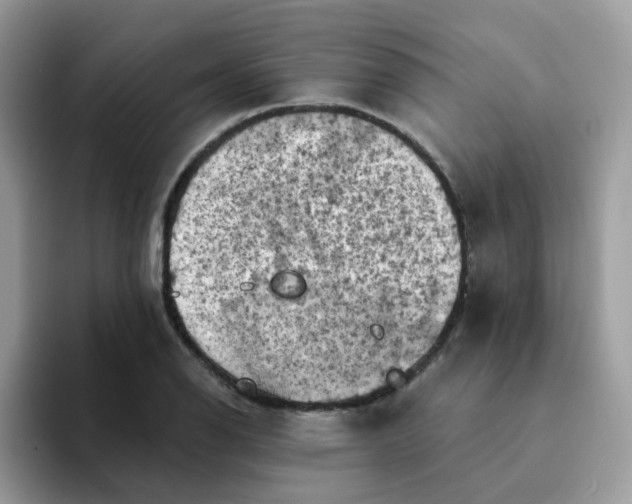 X0000094211126200711091232