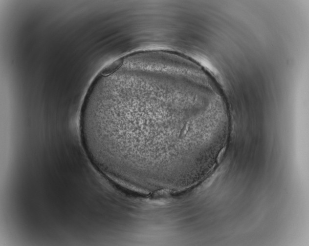 X0000094211181200711091232