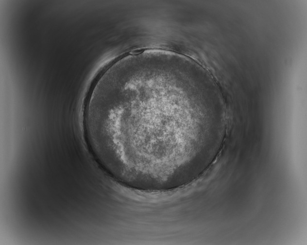 X0000094210006200711161838