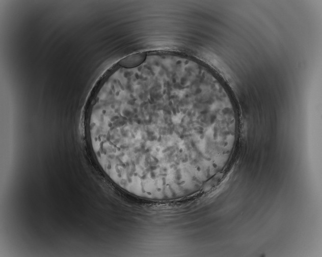 X0000094210883200711161826