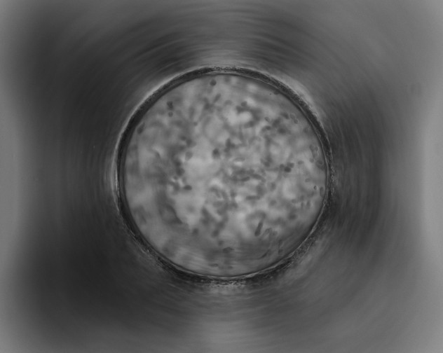 X0000094210887200711161826