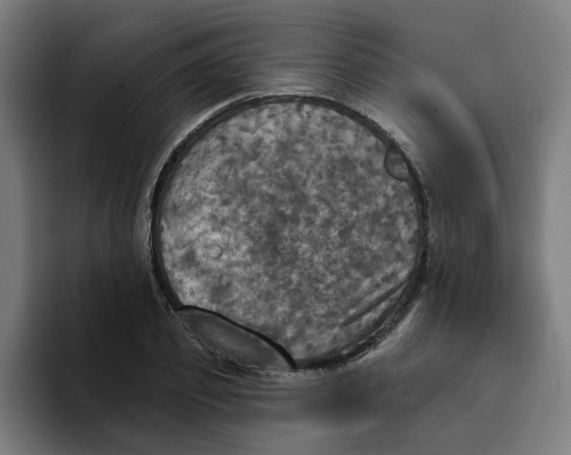 X0000094210933200711161826