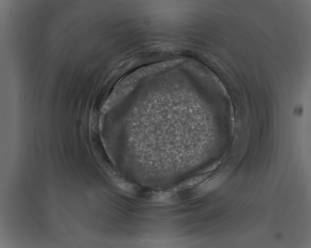 X0000094210096200711241709