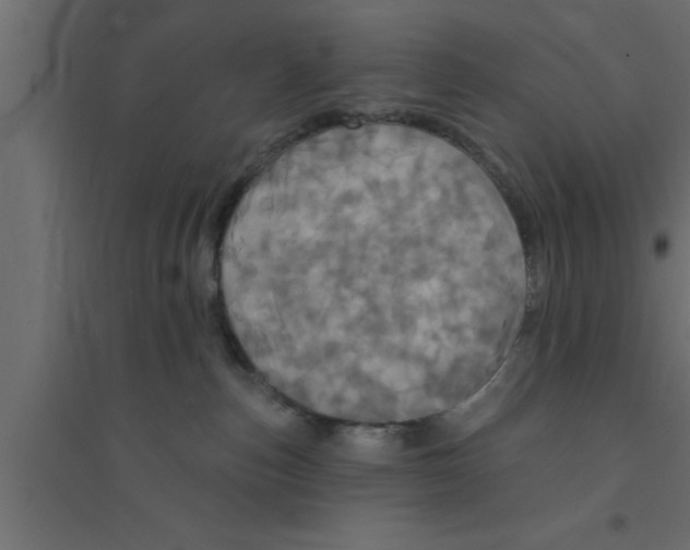X0000094210187200711241708