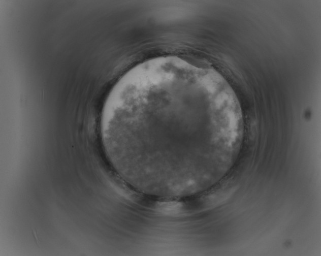 X0000094210266200711241706