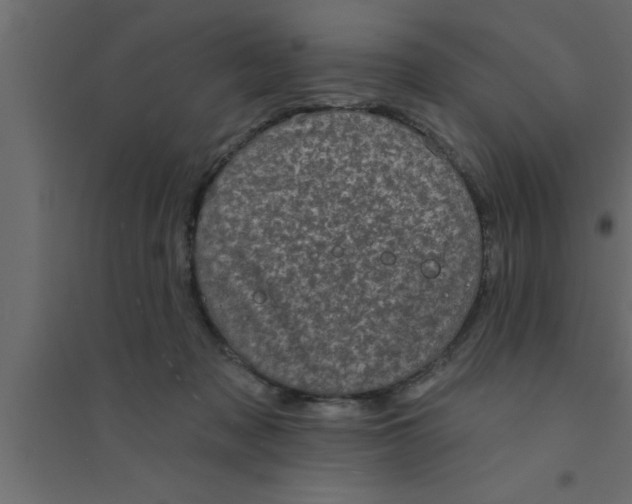 X0000094210317200711241705