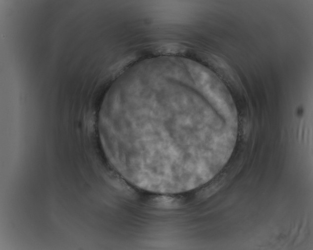 X0000094210326200711241705