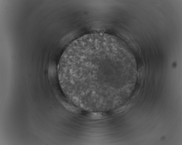 X0000094210623200711241701