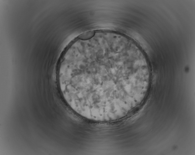 X0000094210883200711241657