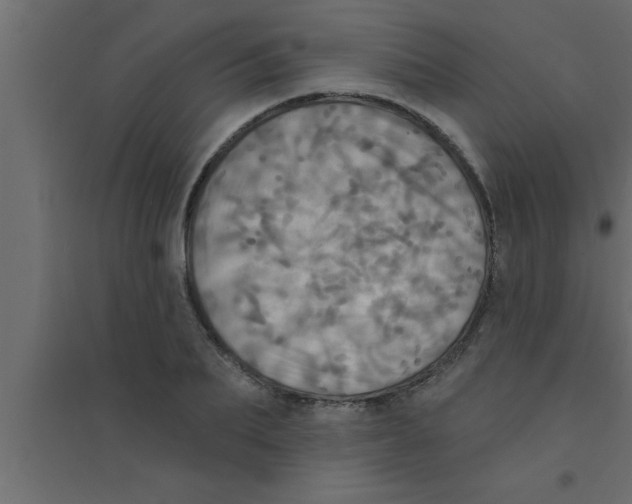 X0000094210887200711241657