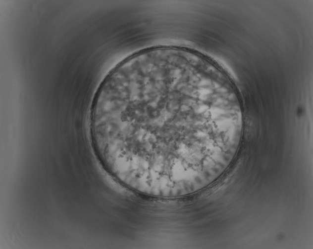 X0000094210895200711241657