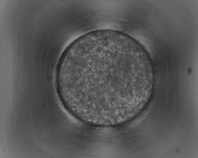 X0000094210991200711241656