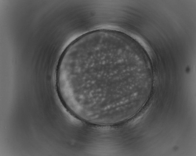 X0000094210999200711241656