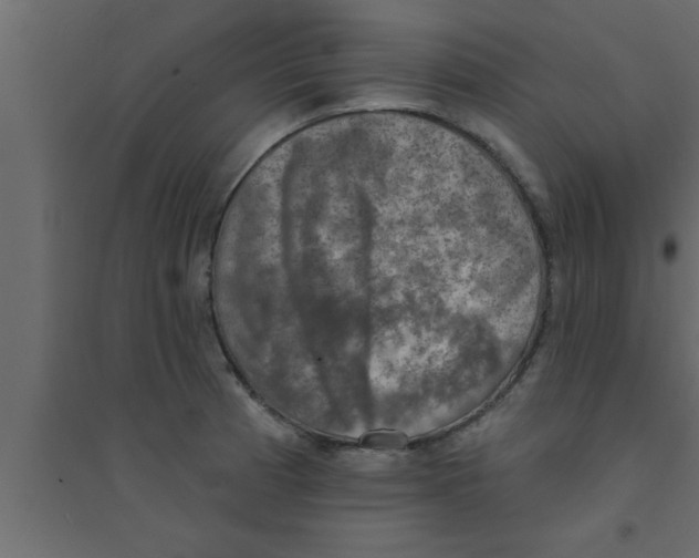 X0000094211185200711241653
