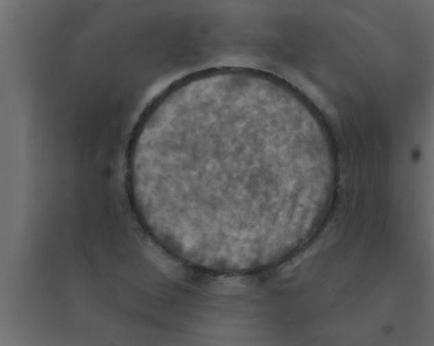 X0000094211264200711241652