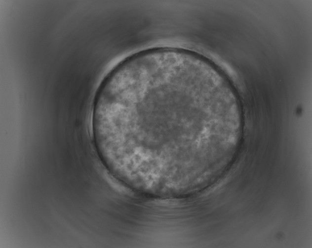 X0000094211272200711241652