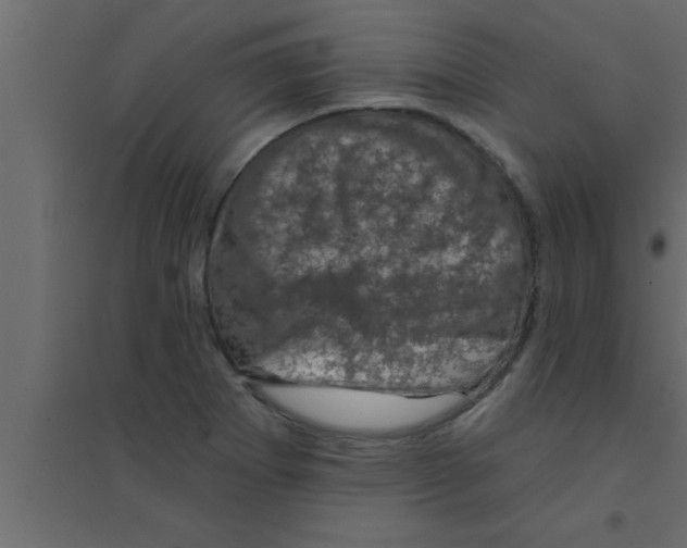 X0000094211273200711241652