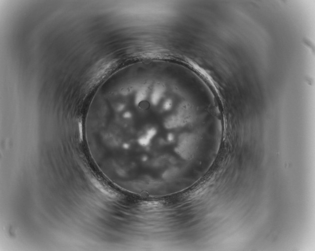 X0000094220061200710261238