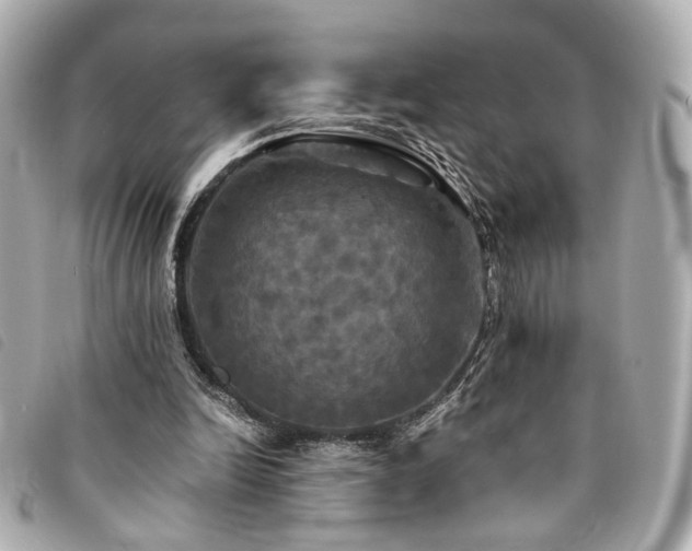 X0000094220246200710261235