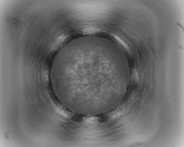 X0000094220452200710261233