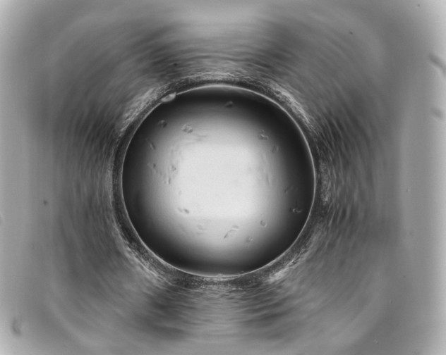 X0000094220482200710261233