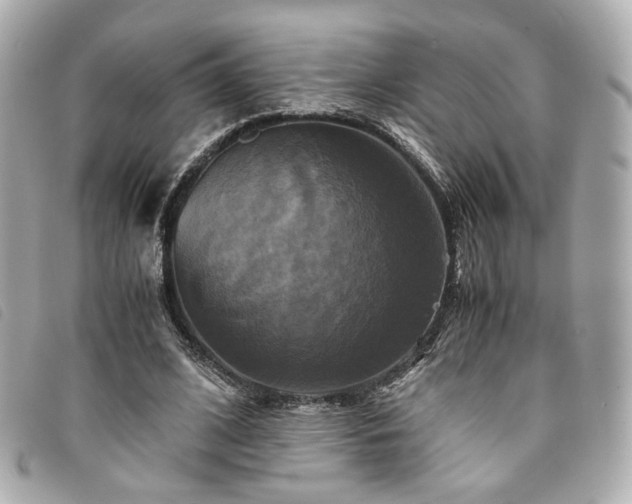 X0000094220584200710261231