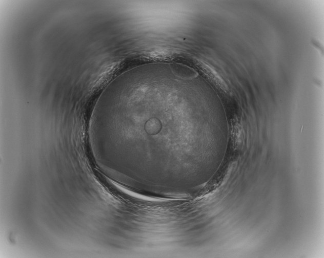 X0000094220593200710261231