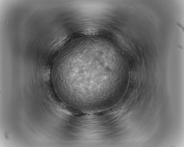 X0000094220652200710261231