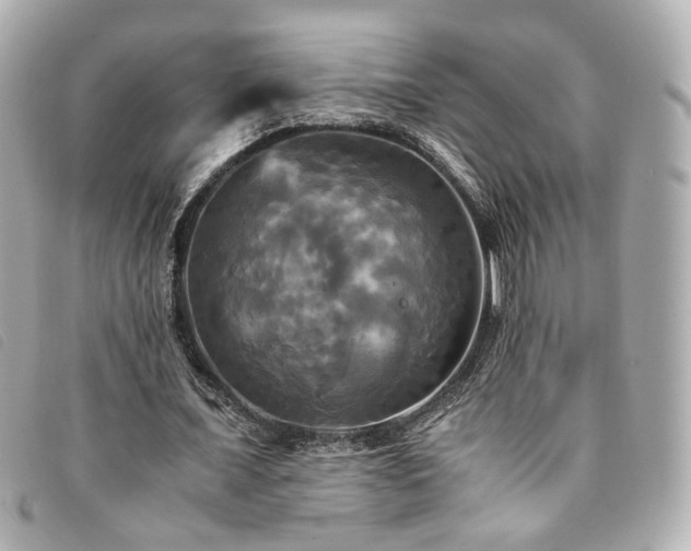 X0000094220675200710261230