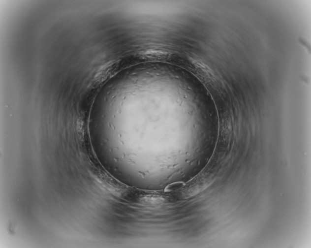 X0000094220749200710261229