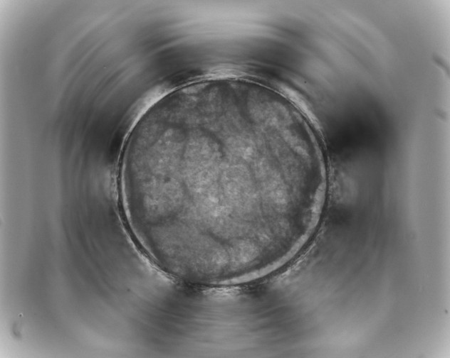 X0000094220810200710261229