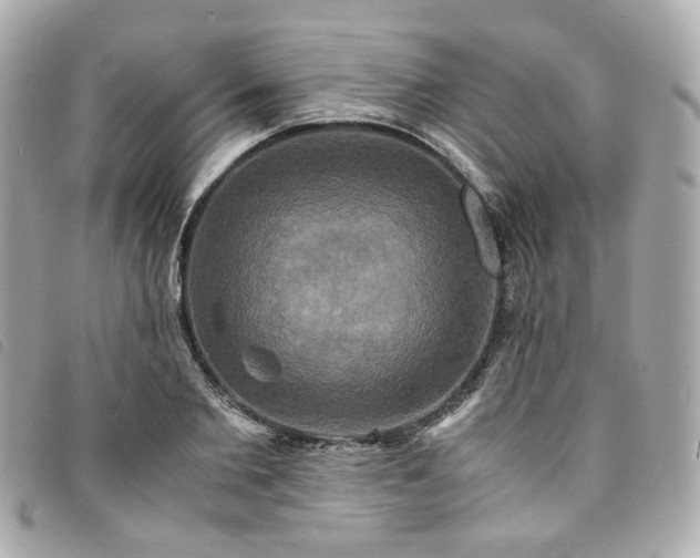 X0000094220885200710261228